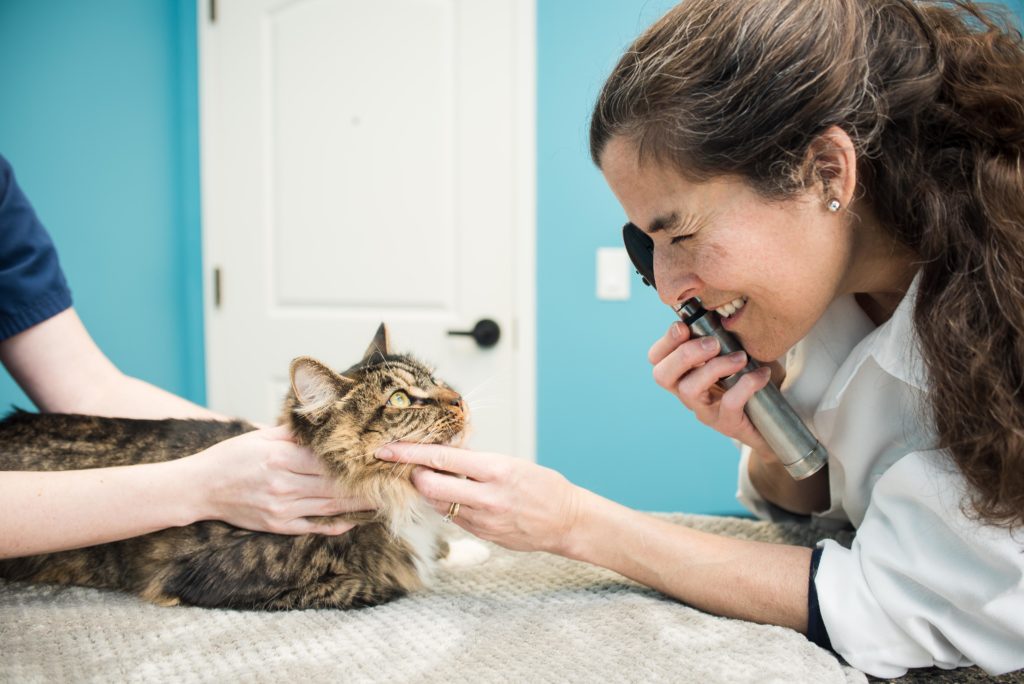 Veterinary Feline Eye care
