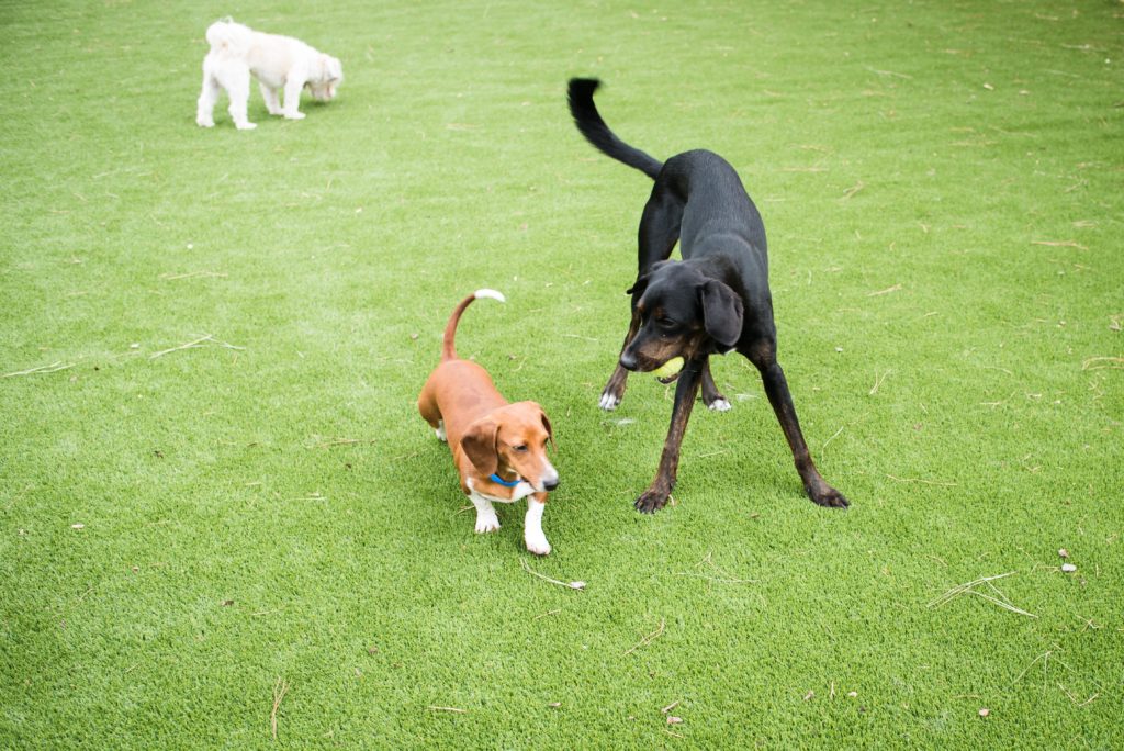 Dogs playing at doggie daycare