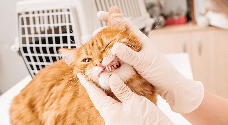 Dental care for pets in Cary, NC