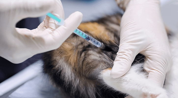 Pet vaccinations in Cary, NC
