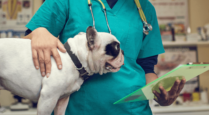 Pet surgery in Cary, NC