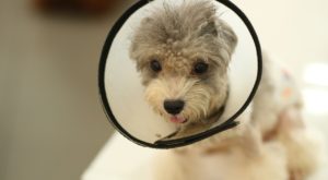 Dog neutering and spay in Cary, NC