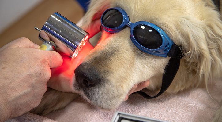 Laser therapy for pets in NC