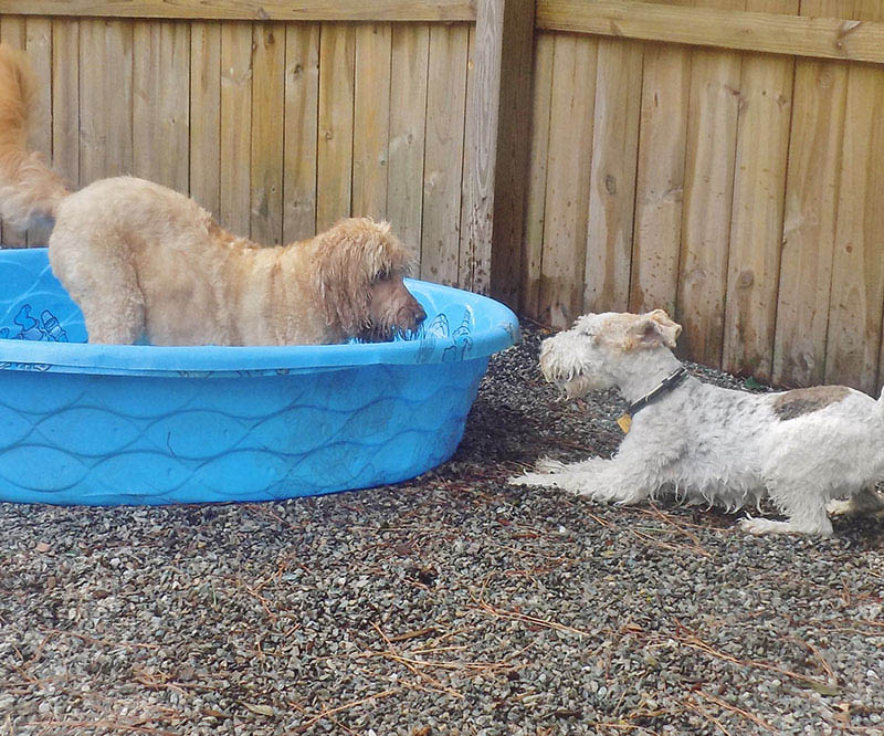 Doggie Daycare pool time in Cary, NC