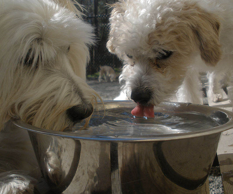 Dogs drinking water