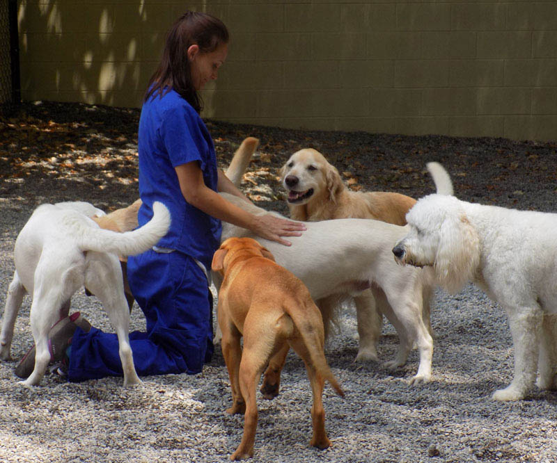 Doggie daycare employee with dogs