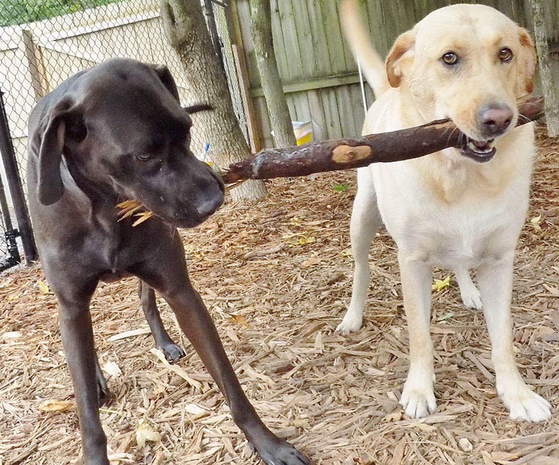 Dogs playing with stick