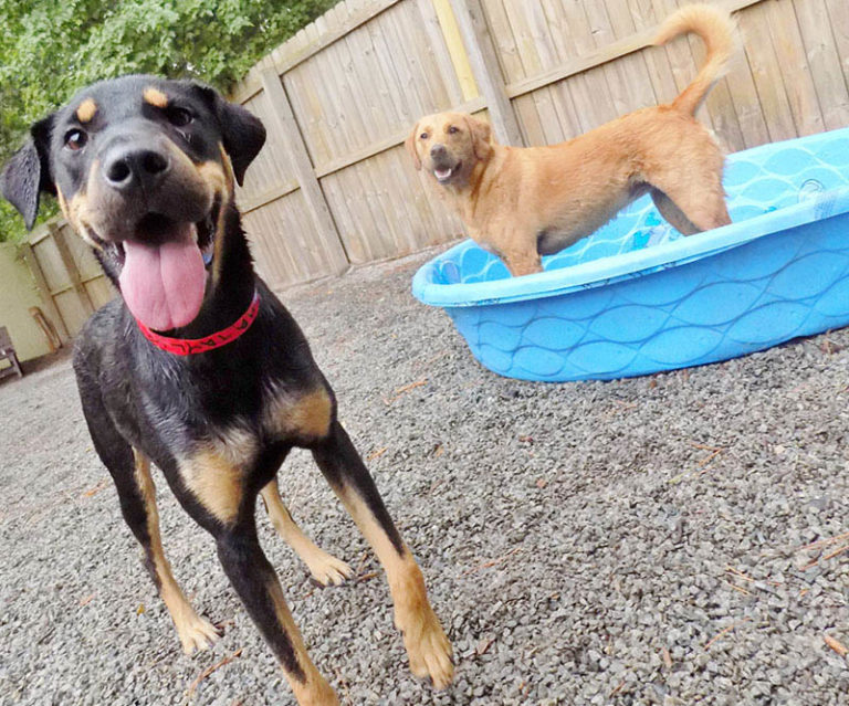 Doggie Daycare in Cary, NC Carpenter Animal Hospital
