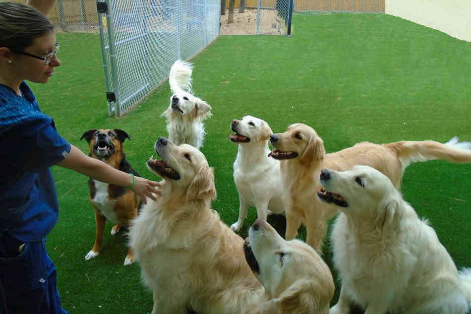 Dogs sitting nicely at doggie daycare