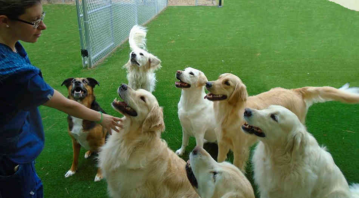goldens at daycare