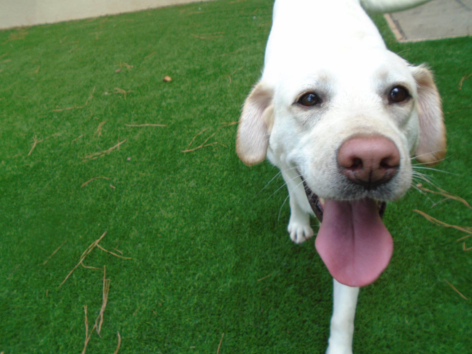 Doggie Daycare in Cary, NC Carpenter Animal Hospital